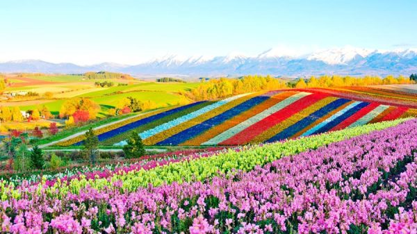 https://indotravent.com/public/files/Shikisai-No-Oka-3-600x337-15.jpg